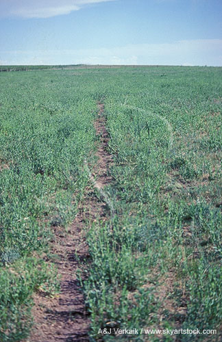 Bare earth marks a tornado path in a field