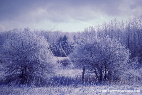 A coat of hoarfrost on trees in an icy landscape