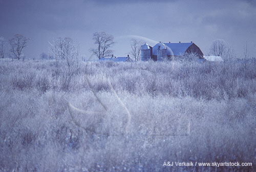 A frosty scene with hoarfrost coating farm crops