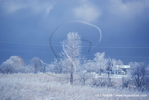 Trees, wires and grass are coated with hoarfrost