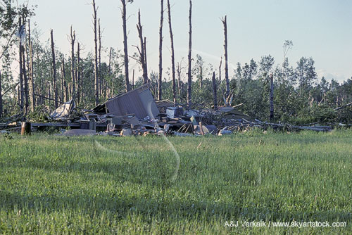 Stripped trees and the rubble of a farm building due to tornado damage