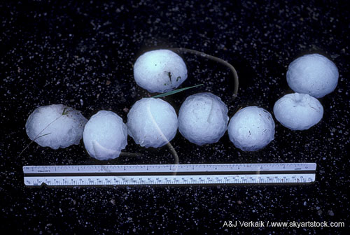 Golfball size hailstones with a ruler for measurement