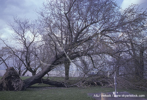 A wind storm has left a large uprooted tree in its damage path