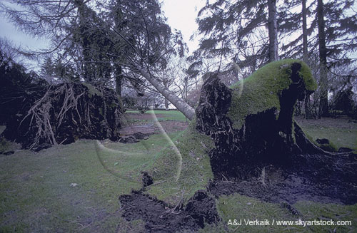 Large trees uprooted by wind damage from a storm