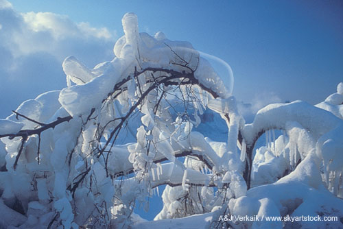 Heavy rime ice from the spray of Niagara Falls coats branches 