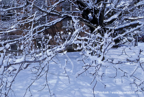 Close-up of heavy snow on tree branches