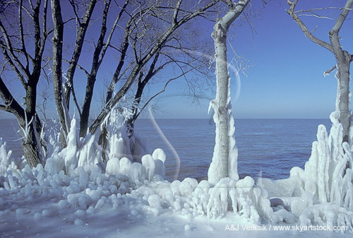 Rime ice on trees from freezing spray off Lake Ontario