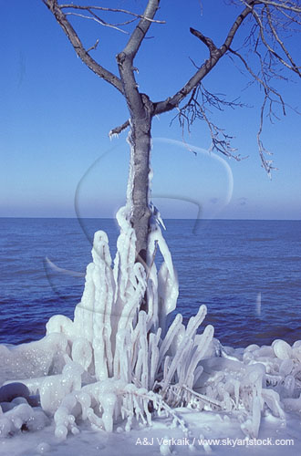 A tree on the lake shore coated with heavy rime ice