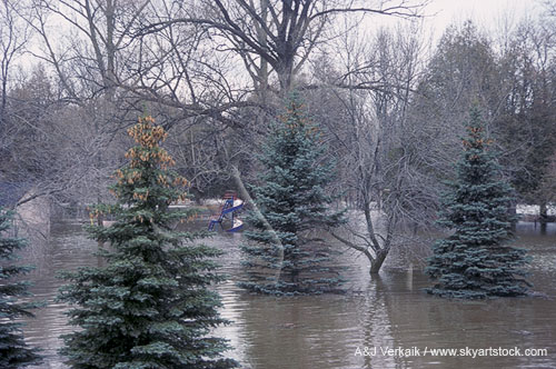Trees surrounded by flood waters in a riverside park