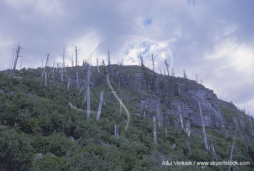 Hillside trees devastated by forest fire