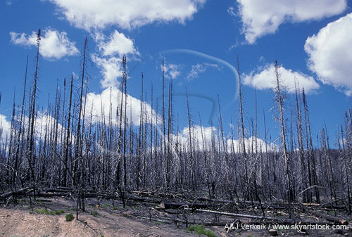 Devastation of trees by forest fire