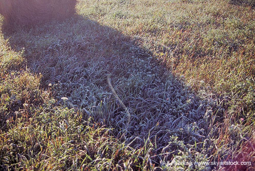 Ground frost is preserved in the shade