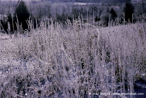 Frosted grass twigs from early morning hoarfrost
