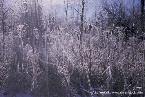 Hoarfrost covers brush in the early morning