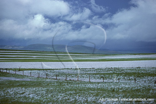 A hail swath has left a hailfall of pea-sized hail on green fields