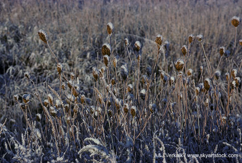 Hoarfrost on grasses and weeds