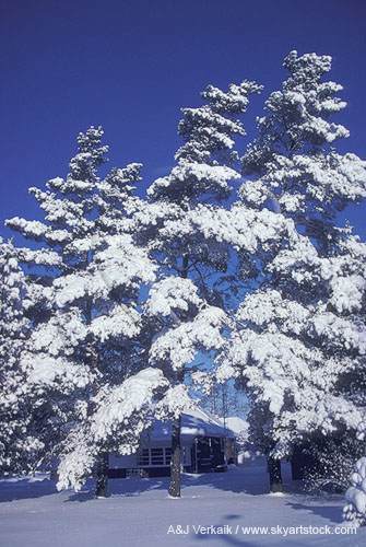 Pine trees with branches bent under heavy snow