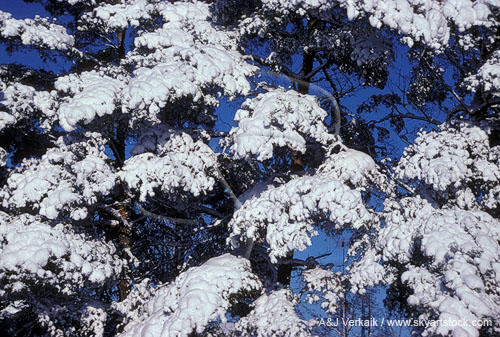 Clumps of heavy snow pm pine branches