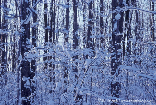 Snow scenic of sunlight on snowy woods, a fairytale scene