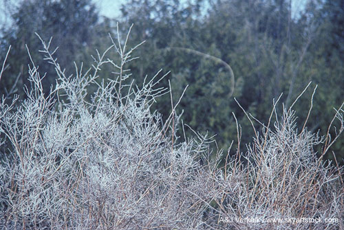 Frost on bushes coats every twig with white