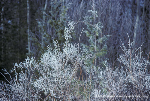 Delicate hoarfrost on small trees