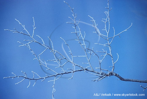 Tree branch coated with hoarfrost tracery