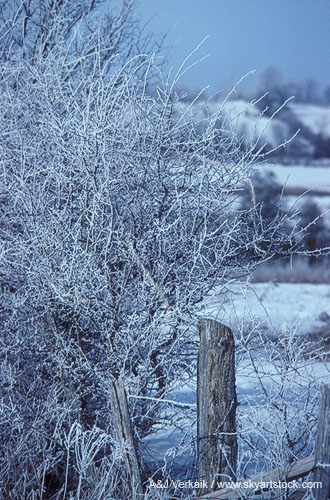 Quiet beauty as bushes on a farm are painted a frosty white by hoarfrost