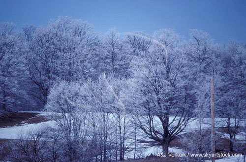 A deposition of ice crystals coats trees with hoarfrost