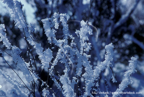 Hoarfrost coats weeds as frost and ice accumulates preferentially