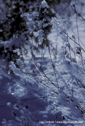 Hoarfrost coats weeds when saturated air freezes (sublimates)
