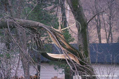 A tree limb split and twisted into a loop by tornado damage