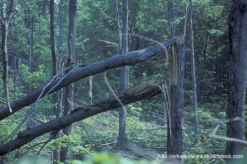 Trees in a mature forest, snapped off by a tornado