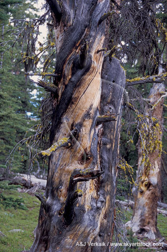 The burnt and scarred trunk of a tree struck by lightning