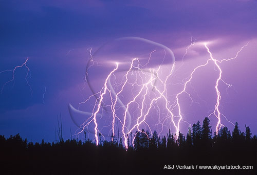 Multiple bolt lightning strikes in a forest