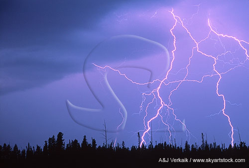 Close-up of cloud-to-ground lightning over trees 