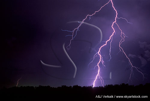 A forest is struck by lightning in this close-up of a forked bolt 