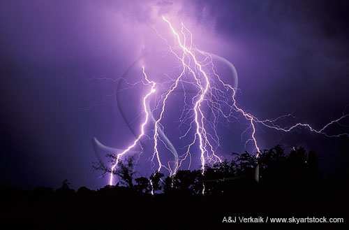 Tangled lightning with very fine filament detail strikes behind trees