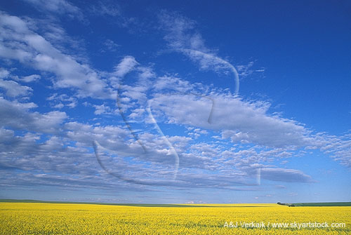 Cloud types, Ac: Altocumulus clouds with crumbled element pattern
