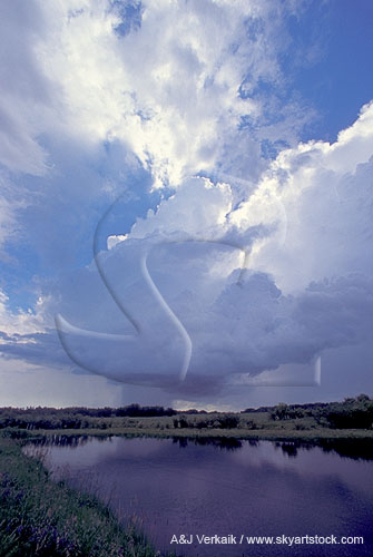 A young storm cloud matures as it produces a heavy rain shaft