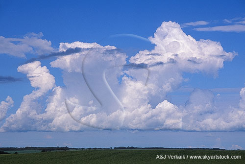 Cloud types, TCu: a bank of Cumulus Castellanus clouds
