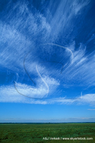 Streaks of stippled Cirrocumulus clouds