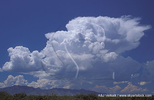 Pudgy Cumulus clouds boil up as they join into a storm