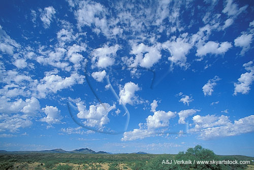 Altocumulus Floccus clouds with large, soft elements