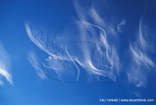 A fanciful flight of Cirrocumulus clouds in a complex wind pattern