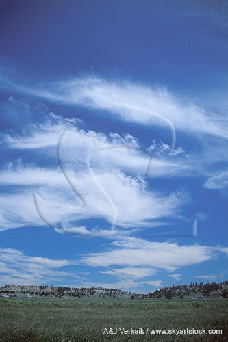 Densely tufted Cirrus clouds on a carefree summer day