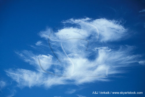 Abstract sky: dense tufted Cirrus cloud patches