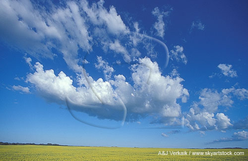 Cloud types, Acc: a clump of bubbling Altocumulus Castellanus