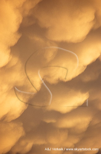 Complex Mammatus from different downdrafts which combine