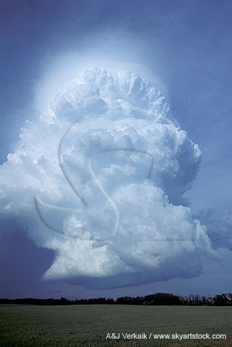 A tall, compact storm cloud with bulges on the column of rising air
