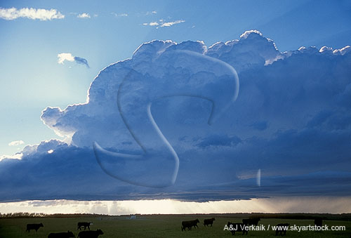 Cloud structure on a backlit storm on a wind shift line
